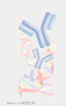 【新品推薦】西寶生物IVD診斷用抗體新品發布