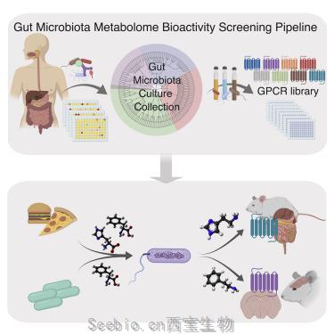 Cell：腸道細菌研究的下一個前沿領域:挖掘腸道細菌產生的分子