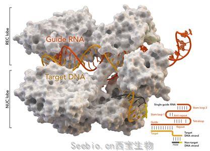 Nature：開發出Cas9-MMEJ可編程基因編輯方法，有望治療143種由DNA微重復引起的疾病