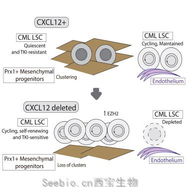 Cell Stem Cell：揭示維持白血病干細胞新機制！有望徹底打擊癌干細胞