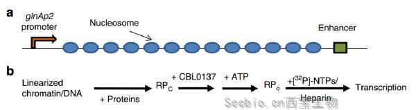 Nat Commun：科學家用小分子改變DNA<font color='red'>三維</font>結構，有望開發新型抗癌藥物