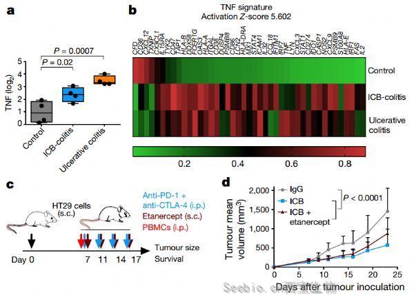 Nature重磅：預先抑制TNF顯著增強<font color='red'>PD-1</font>和CTLA-4聯合免疫療法療效并降低副作用