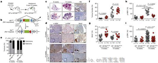 Nature：操縱腫瘤抑制基因RB有望治療肺癌