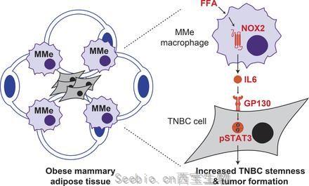 J Exp Med：肥胖會(huì)重置乳房中的免疫細(xì)胞，促進(jìn)<font color='red'>腫瘤</font>的形成