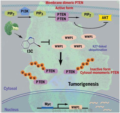 Science：揭示西蘭花抗癌新機(jī)制！讓<font color='red'>腫瘤</font>抑制基因再激活的新型抗癌療法出爐
