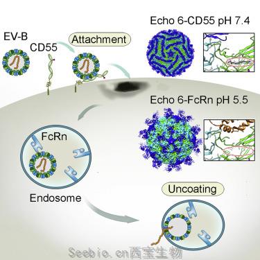 Cell：我國科學家揭示人<font color='red'>FcRn</font>是B族腸道病毒的細胞脫衣殼受體