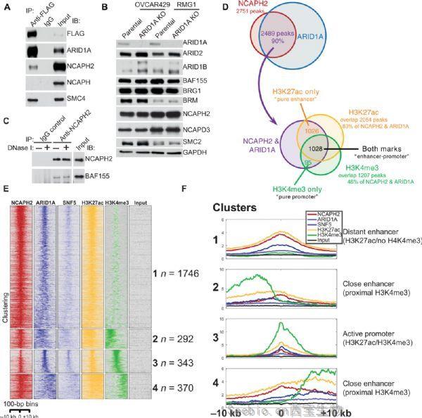 Science子刊：發現經常突變的癌蛋白的空間染色體組織的新作用