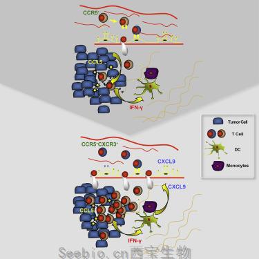 Cancer Cell：研究揭示決定T細胞定植并攻擊腫瘤的細胞因子！