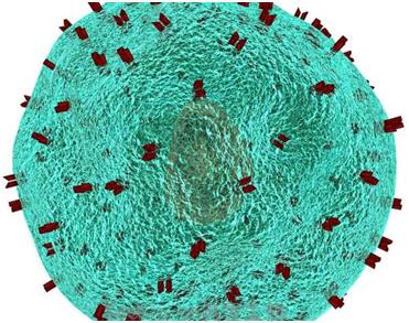 Nature：蛋白Tox是慢性感染期間產生和維持T細胞衰竭的關鍵因子