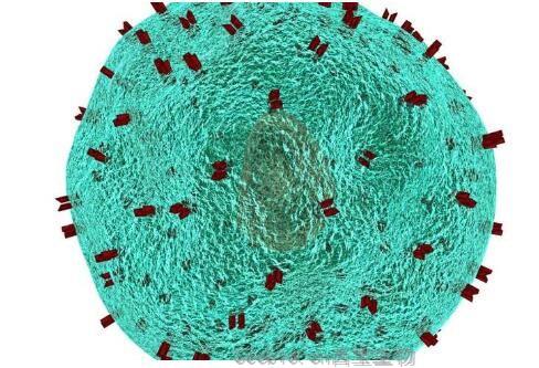 Nature：科學家有望實現讓疲憊不堪的免疫細胞重新煥發活力 再次高效抑制癌癥進展