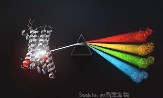 Cell：揭秘人類細胞如何對外部環境信號產生反應并加工處理