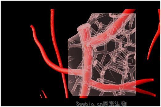 Science：重磅！三維打印人類心臟不再是遙遠的夢