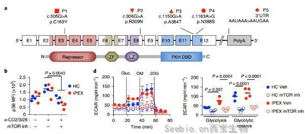 Nat Immunol：研究揭示Foxp3缺失的情況，T細胞功能重組調節新機制