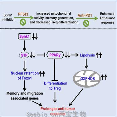 Cell Rep：新的脂質(zhì)信號靶點(diǎn)可能改善T<font color='red'>細(xì)胞免疫</font>治療