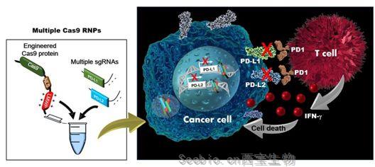 Biomaterials：開發出一種無載體的多重基因編輯系統，可用于抗癌免疫療法