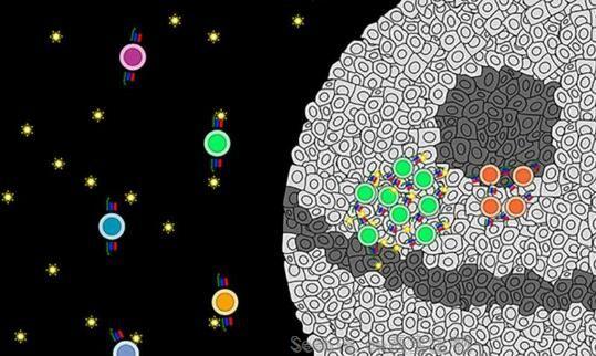 Cell：科學(xué)家成功篩選出開(kāi)發(fā)新型癌癥免疫療法的關(guān)鍵靶點(diǎn)