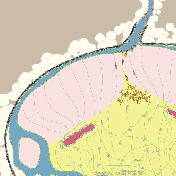 Science重大發(fā)現(xiàn)！遷徙性樹(shù)突狀細(xì)胞激活TGF-β來(lái)調(diào)節(jié)CD8 T細(xì)胞