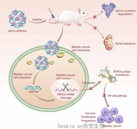 Science子刊：中南大學開發天然埃洛石納米管遞送小干擾RNA用于膀胱癌治療