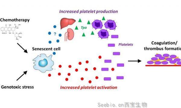 Cell Rep：細胞衰老與年齡相關的血塊有關