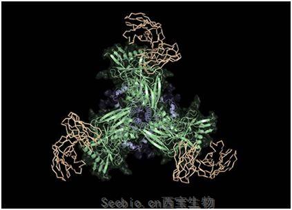 Science：重磅！突破性的<font color='red'>HIV疫苗</font>設(shè)計(jì)策略嶄露頭角