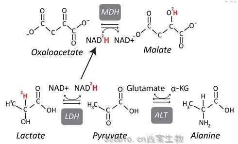 Nature：揭示攝入更多乳酸的黑色素瘤細(xì)胞是轉(zhuǎn)移高手