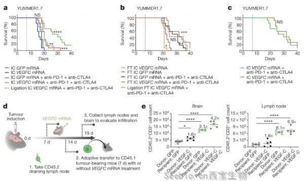 Nature：科學家突破血腦屏障來攻擊腫瘤