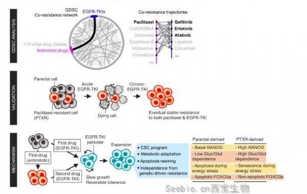 Science子刊：揭示癌細胞多藥耐藥的新機制