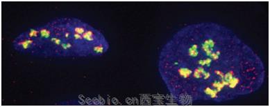 Sci Signal 顯示細(xì)胞膜TNF受體的分子模式