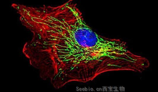 Immunity：揭秘機(jī)體感知感染抑制再生的分子機(jī)制