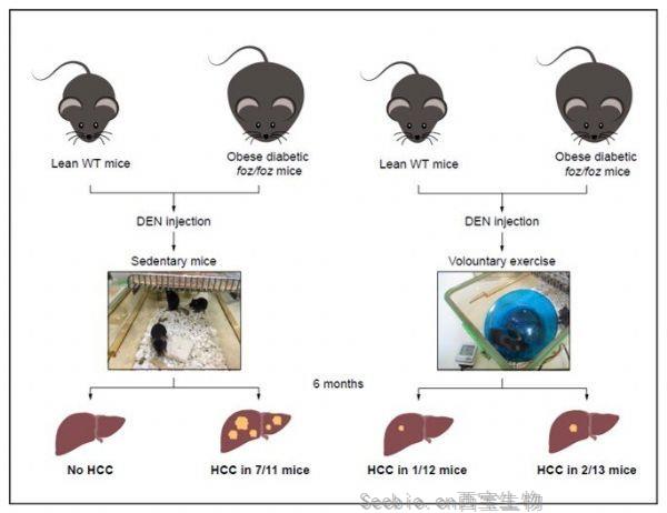 J Hepatol： 好消息！新研究表明運動可以幫助預防肝癌！