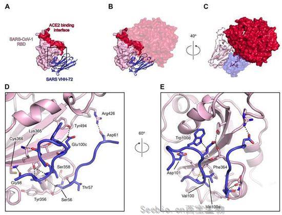 Cell：從結構上詳細闡明單結構域駱駝抗體可強效中和包括SARS-CoV、MERS-CoV和SARS-CoV-2在內的β冠狀病毒