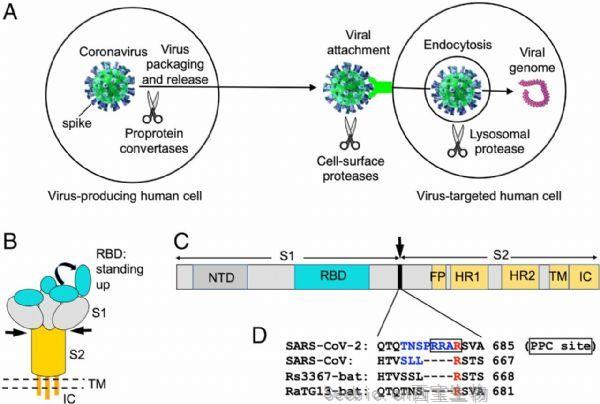 PNAS：揭示SARS-CoV-2高傳染性和隱蔽性的原因！