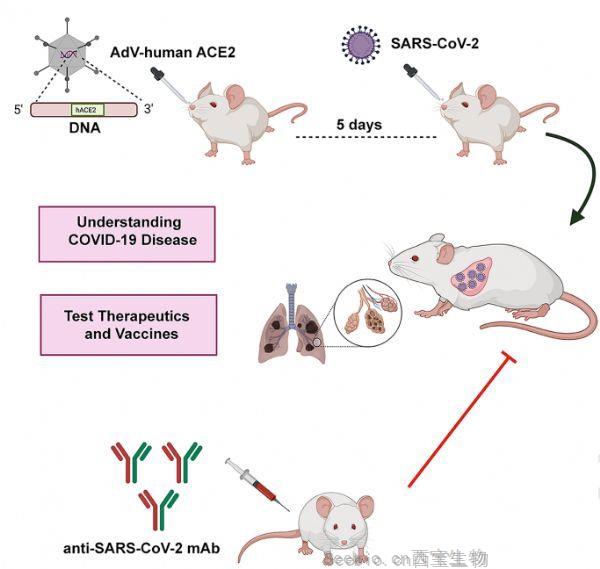 Cell：小鼠SARS-CoV-2感染模型揭示中和抗體的保護(hù)作用