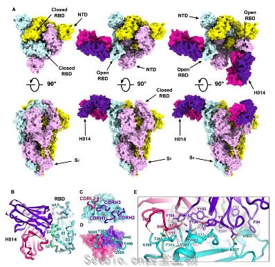 bioRxiv：研究開(kāi)發(fā)可同時(shí)中和SARS-CoV-2和SARS-CoV的中和性治療抗體！