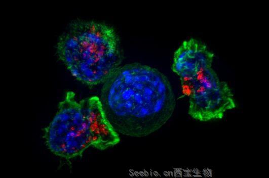 Cancer Cell：兩種新型潛在的小分子化合物或能有效殺滅其它療法無法殺滅的癌細胞