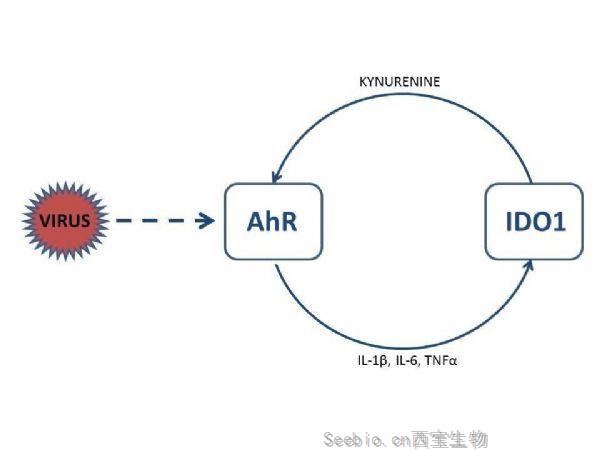 SARS-CoV-2單一基因的上調如何導致細胞因子風暴？