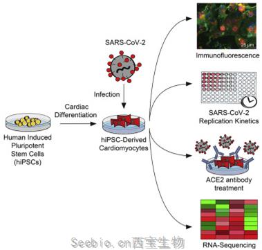 Cell子刊：新研究表明在實驗室培養皿中，新冠病毒可感染<font color='red'>心臟細胞</font>