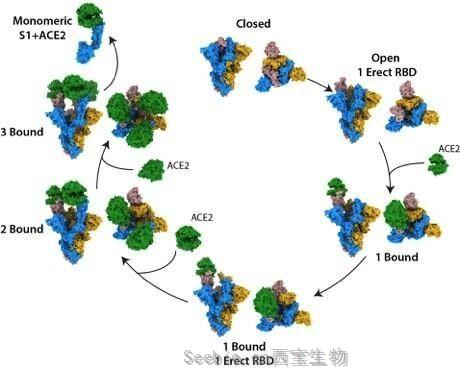 Nature：揭示SARS-CoV-2刺突蛋白結合人<font color='red'>ACE2受體</font>的結構機制