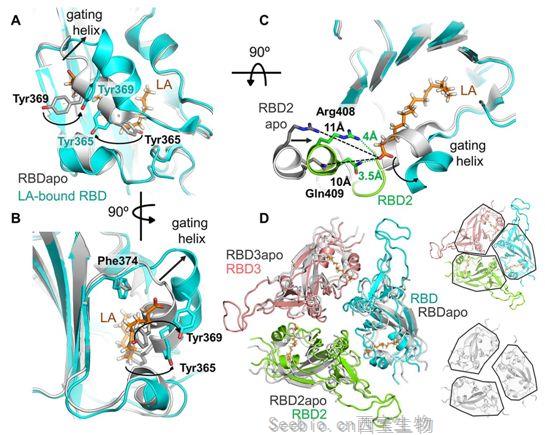 Science：發現<font color='red'>新冠病毒S蛋白</font>的一個亞油酸結合口袋，為開發阻止這種病毒感染的藥物奠定基礎