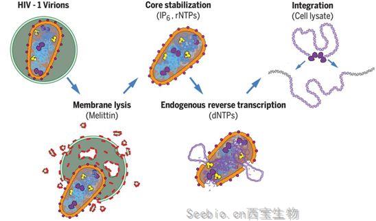 Science：重大進展！在體外重建HIV復制和整合過程，為開發靶向HIV衣殼的藥物奠定基礎