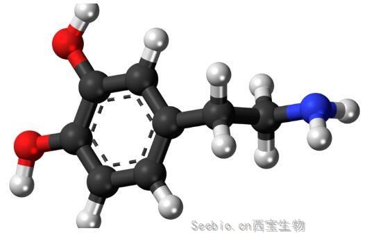 Neuron解讀！揭秘多巴胺和<font color='red'>血清素</font>在調節人類感知和決策制定能力方面扮演的關鍵角色！