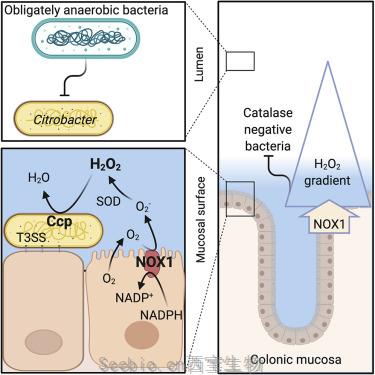 Cell子刊：顛覆現有理論！過氧化氫讓<font color='red'>腸道細菌</font>遠離結腸內壁