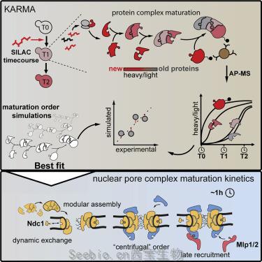 Cell論文解讀！新方法首次詳細揭示<font color='red'>核孔復合物</font>的組裝過程
