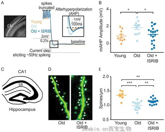 eLife：小分子ISR抑制劑有望讓大腦返老還童