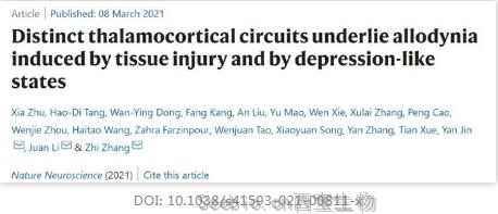 抑郁患者慢性<font color='red'>疼痛</font>的原因找到了！Nature子刊揭示不同的丘腦皮質回路是引起異常性<font color='red'>疼痛</font>的基礎