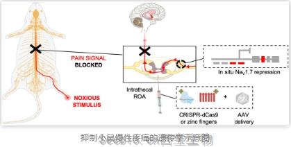 代替嗎啡治療<font color='red'>疼痛</font>的依賴！Science子刊：基于CRISPR和鋅指蛋白的基因治療技術緩解慢性<font color='red'>疼痛</font>