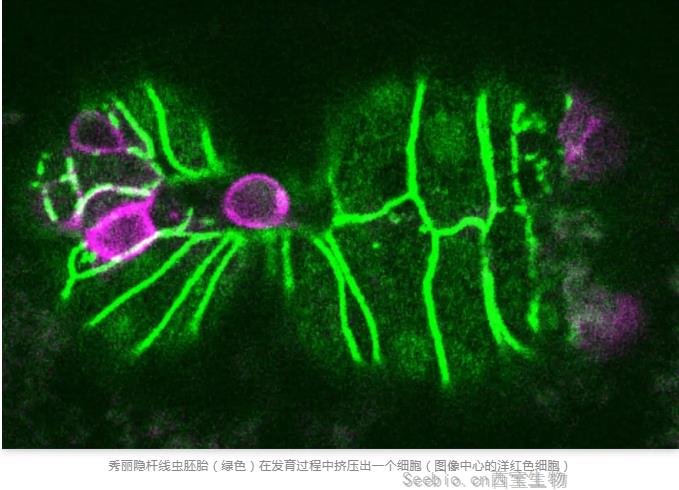 Nature重磅！諾獎得主揭示“另類”潛在抑癌方法：把癌細胞“擠”出去