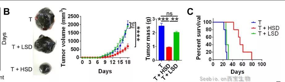 鹽要漲價(jià)了！Science子刊揭示：高鹽飲食或可誘導(dǎo)有效的<font color='red'>腫瘤</font>免疫！