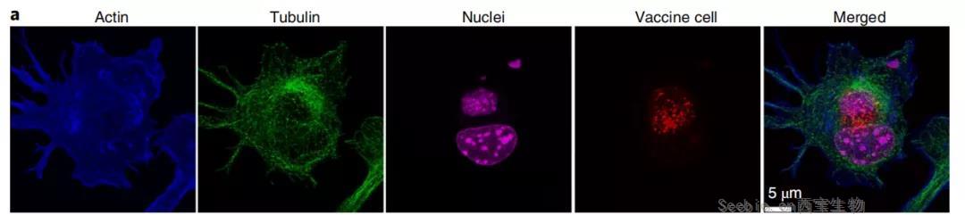 癌癥疫苗重大進(jìn)展！ 《nature》子刊：科學(xué)家發(fā)明通過(guò)<font color='red'>腫瘤</font>細(xì)胞的低溫硅化來(lái)制造癌癥疫苗的技術(shù)