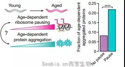 <font color='red'>核糖體</font>停頓+蛋白質失衡，時間這把“殺豬刀”！